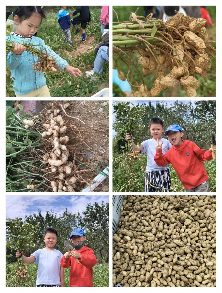 農(nóng)耕文化療愈身心；共享菜園，播種福田