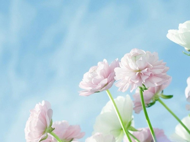 養(yǎng)花人的12種性格，你屬于哪一種？