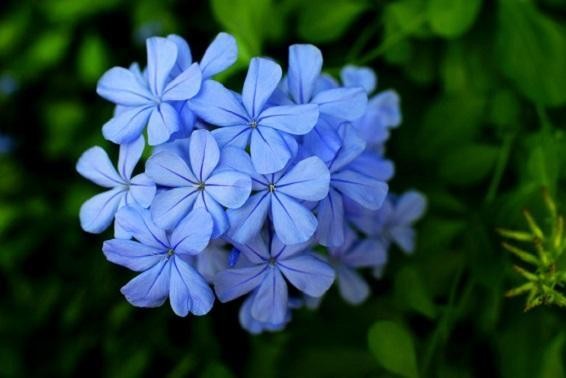 這幾種花不僅美，還養(yǎng)得久。