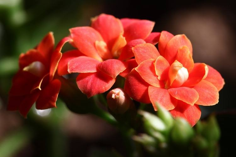 做足這幾點(diǎn)，長(zhǎng)壽花開(kāi)花不斷